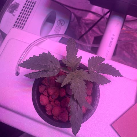 Strawberry cough #4 growlog timeline photo