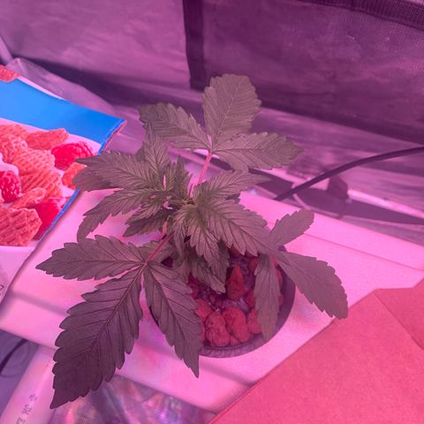 Strawberry Cough #1 growlog timeline photo
