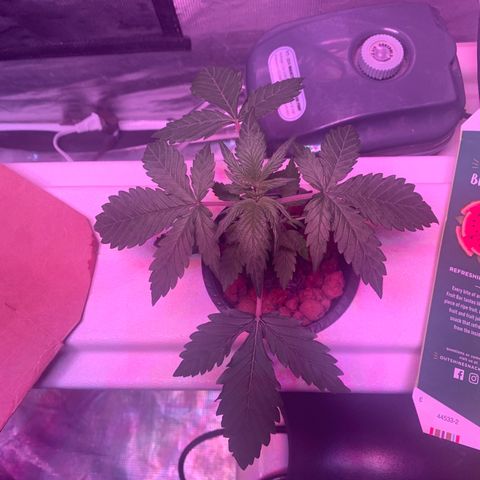 Strawberry Cough #2 growlog timeline photo
