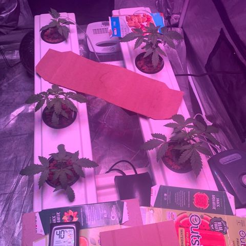 Strawberry cough #5 growlog timeline photo