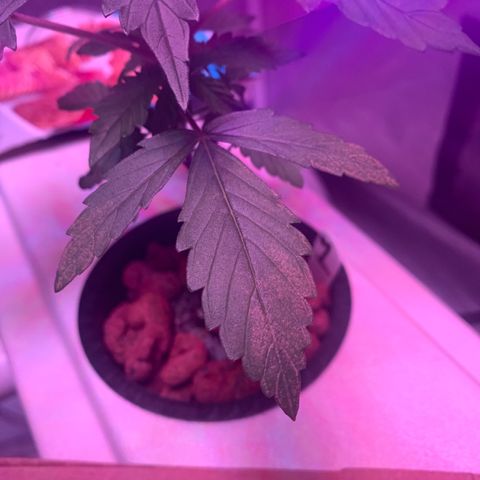 Strawberry Cough #1 growlog photo: Day two with these spots on older leaves. Cal/mag? Need hydroguard probably. I am not seeing it on other plants. 