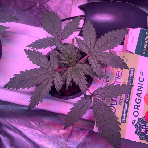 Strawberry Cough #3 growlog timeline photo
