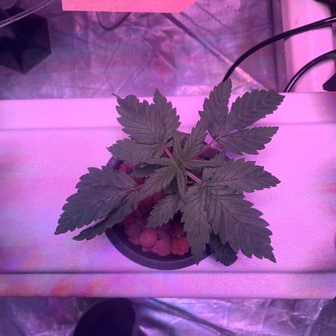 Strawberry cough #4 growlog timeline photo