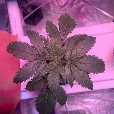 Strawberry cough #5 growlog timeline photo