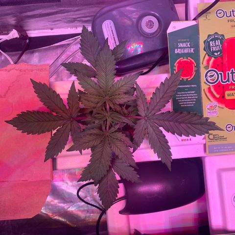 Strawberry Cough #2 growlog timeline photo