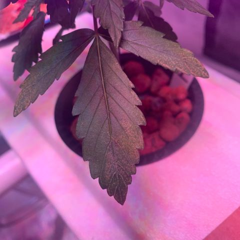 Strawberry Cough #1 growlog photo: No change in yellow spots. I think we are good now. 