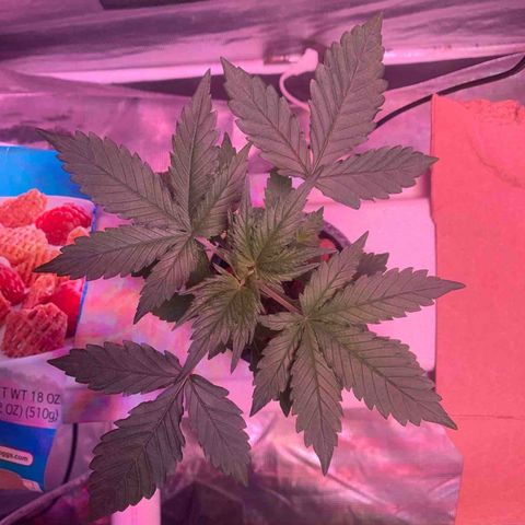 Strawberry Cough #1 growlog timeline photo