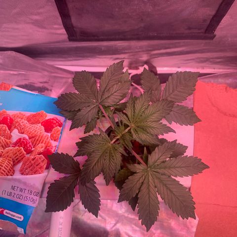 Strawberry Cough #1 growlog timeline photo