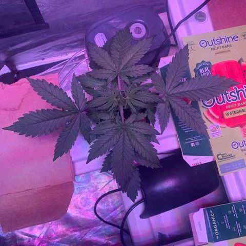 Strawberry Cough #2 growlog timeline photo