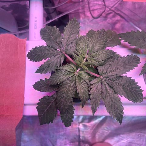 Strawberry cough #5 growlog timeline photo