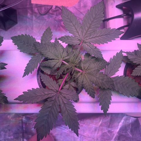 Strawberry Cough #3 growlog timeline photo