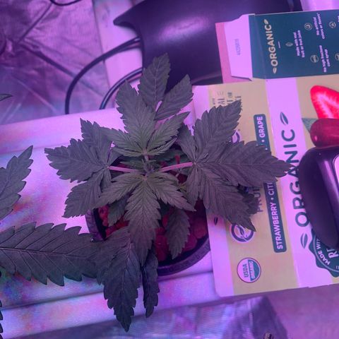 Strawberry cough #4 growlog timeline photo
