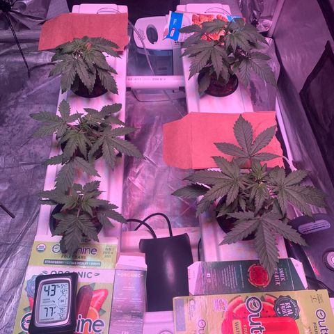 Strawberry cough #5 growlog timeline photo