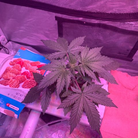 Strawberry Cough #1 growlog timeline photo