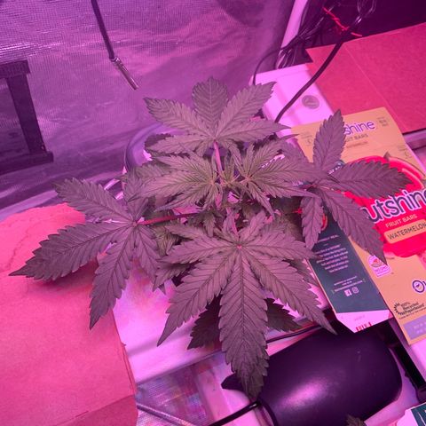 Strawberry Cough #2 growlog timeline photo