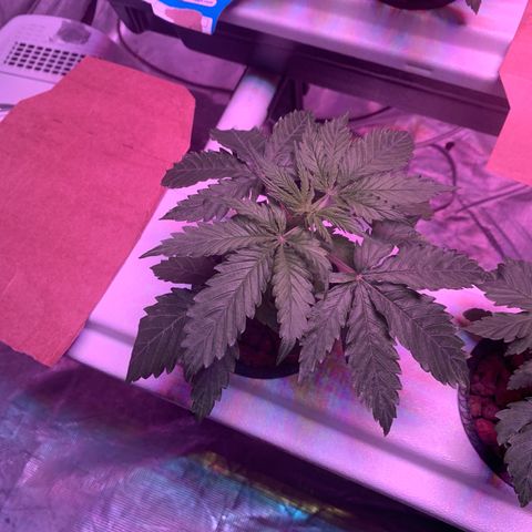 Strawberry cough #5 growlog timeline photo