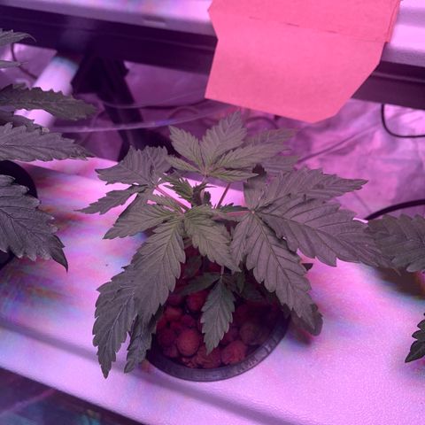 Strawberry cough #4 growlog timeline photo