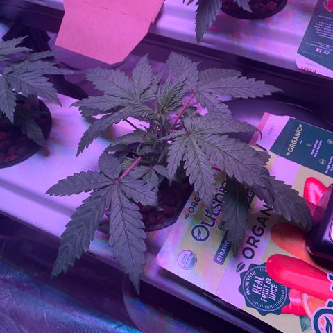 Strawberry Cough #3 growlog timeline photo