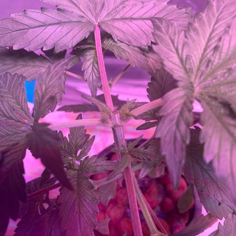 Strawberry Cough #1 growlog timeline photo