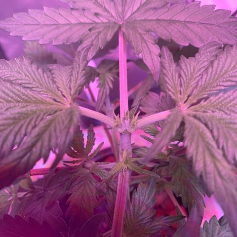 Strawberry Cough #2 growlog timeline photo