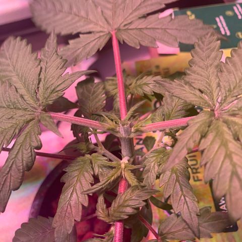 Strawberry Cough #3 growlog timeline photo