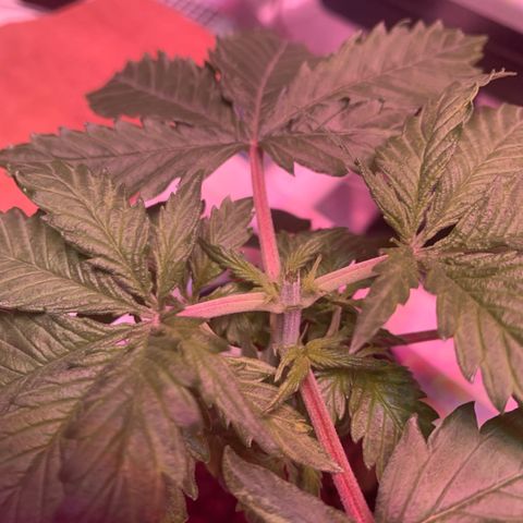Strawberry cough #5 growlog timeline photo