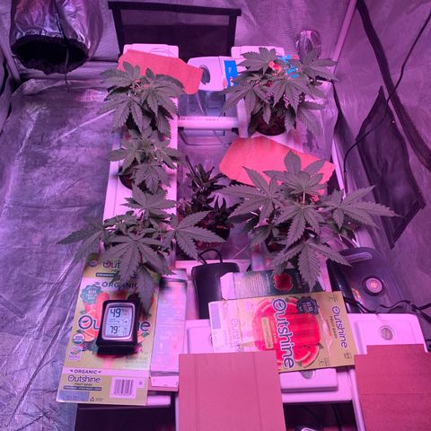 Strawberry cough #5 growlog timeline photo