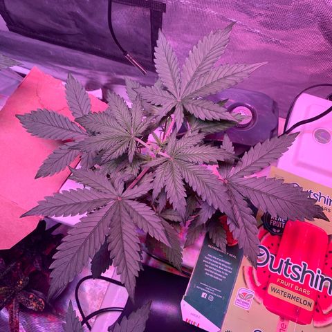 Strawberry Cough #2 growlog timeline photo
