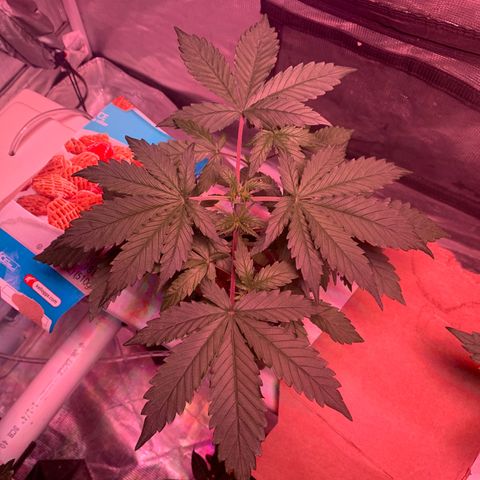 Strawberry Cough #1 growlog timeline photo