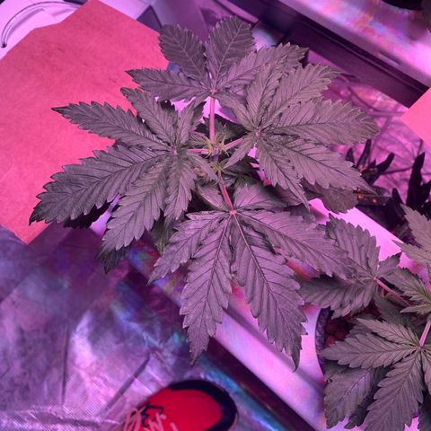 Strawberry cough #5 growlog timeline photo