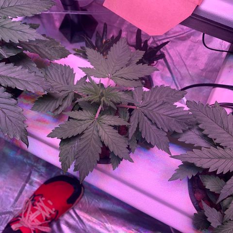 Strawberry cough #4 growlog timeline photo