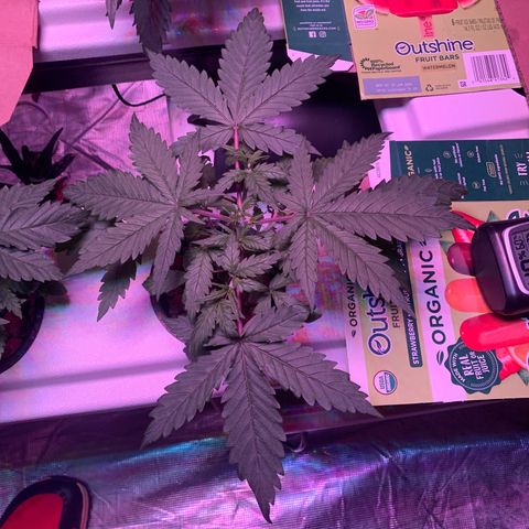 Strawberry Cough #3 growlog timeline photo