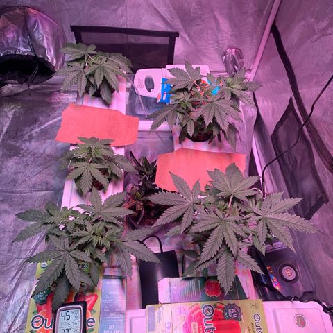 Strawberry cough #5 growlog timeline photo