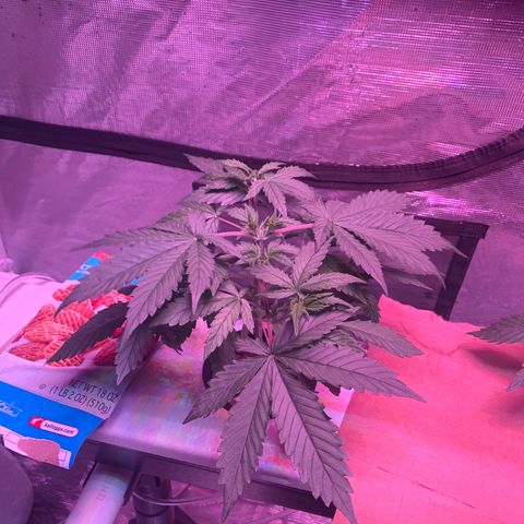 Strawberry Cough #1 growlog timeline photo