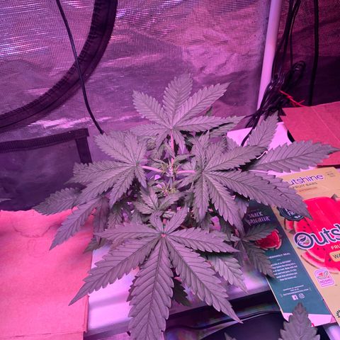 Strawberry Cough #2 growlog timeline photo