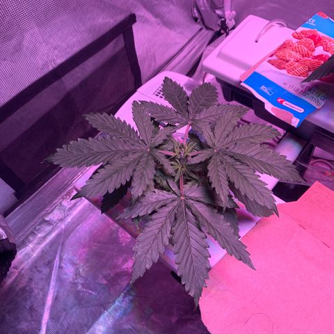 Strawberry cough #5 growlog timeline photo