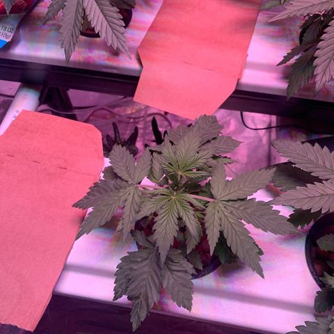 Strawberry cough #4 growlog timeline photo