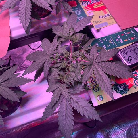 Strawberry Cough #3 growlog timeline photo