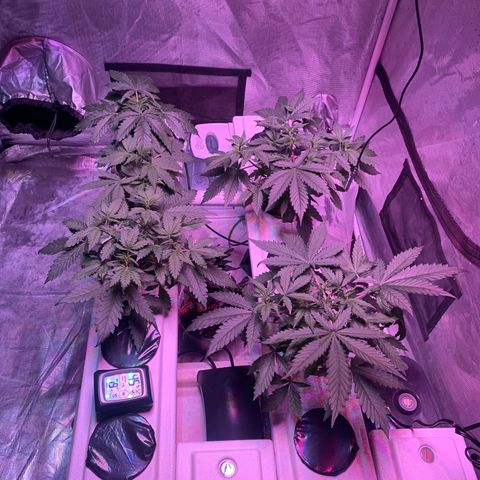 Strawberry cough #5 growlog timeline photo