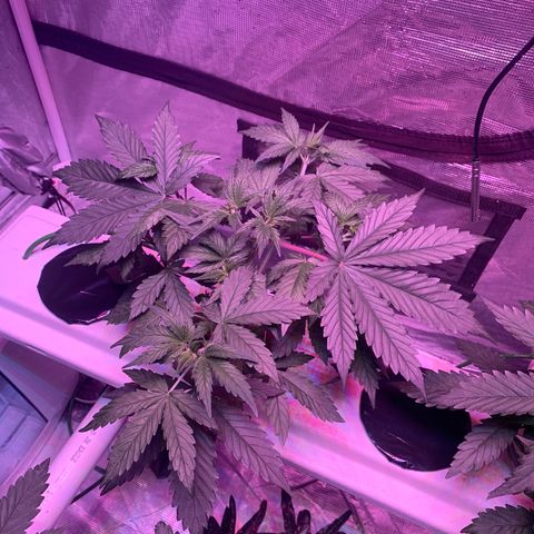 Strawberry Cough #1 growlog timeline photo
