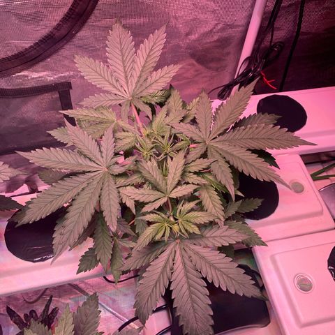 Strawberry Cough #2 growlog timeline photo