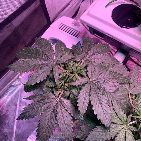 Strawberry cough #5 growlog timeline photo