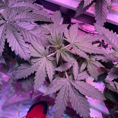 Strawberry cough #4 growlog timeline photo