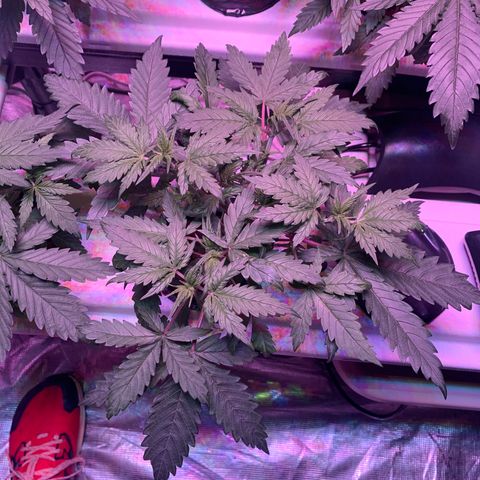 Strawberry Cough #3 growlog timeline photo