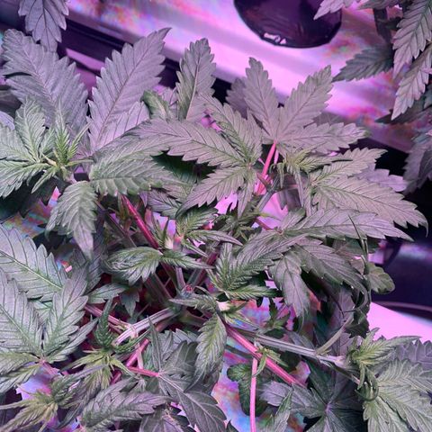 Strawberry Cough #3 growlog timeline photo