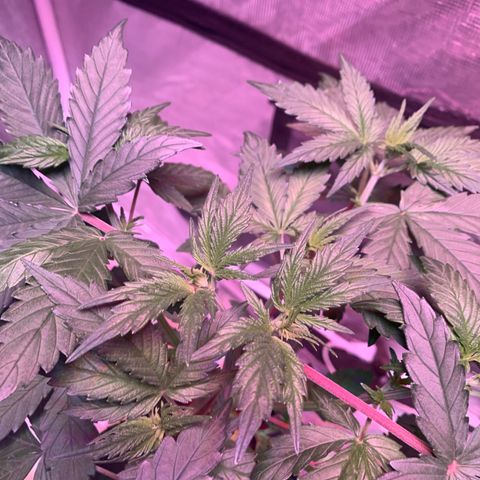 Strawberry Cough #1 growlog timeline photo