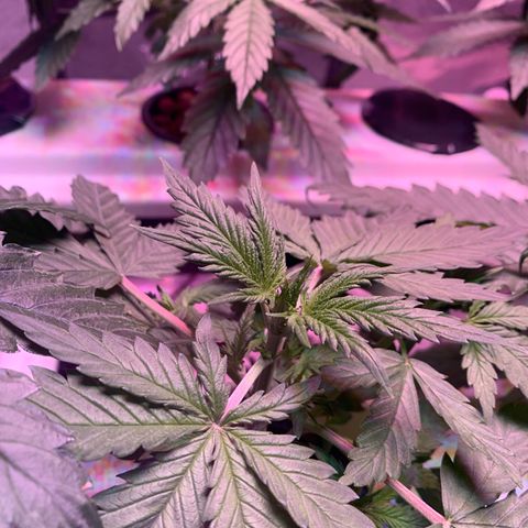 Strawberry cough #4 growlog timeline photo