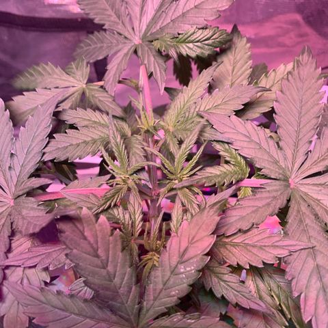 Strawberry Cough #2 growlog timeline photo