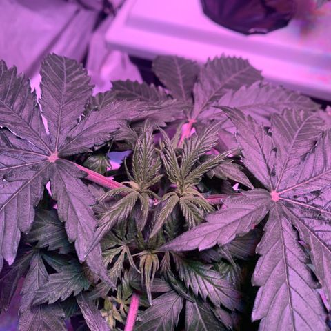 Strawberry cough #5 growlog timeline photo