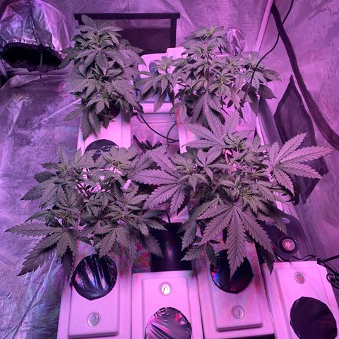 Strawberry cough #5 growlog timeline photo